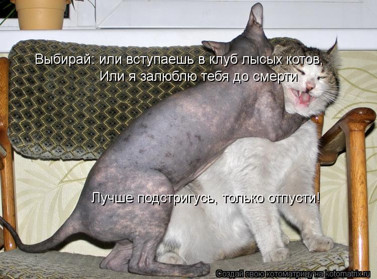 Выбирай: или вступаешь в клуб лысых котов, Или я залюблю тебя до смерти Лучше подстригусь, только отп... Котоматрица: Выбирай: или вступаешь в клуб лысых котов, Или я залюблю тебя до смерти Лучше подстригусь, только отпусти!