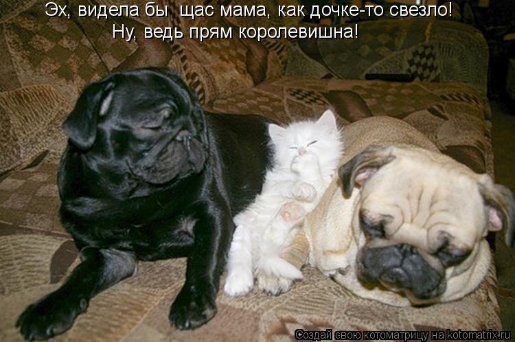 Ну, ведь прям королевишна! Эх, видела бы щас мама, как дочке-то свезло!... Котоматрица: Ну, ведь прям королевишна! Эх, видела бы щас мама, как дочке-то свезло!