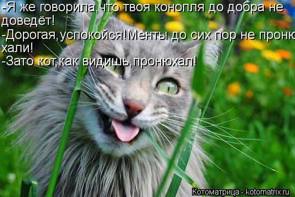 -Я же говорила,что твоя конопля до добра не доведёт! -Дорогая,успокойся!Менты до сих пор не проню- ха... Котоматрица: -Я же говорила,что твоя конопля до добра не доведёт! -Дорогая,успокойся!Менты до сих пор не проню- хали! -Зато кот,как видишь,пронюхал!