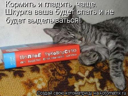 Кормить и гладить чаще. Шкурка ваша будет спать и не будет выделываться!... Котоматрица: Кормить и гладить чаще. Шкурка ваша будет спать и не будет выделываться!