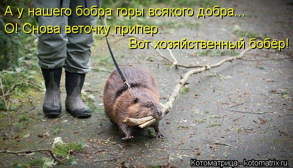 А у нашего бобра горы всякого добра... О! Снова веточку припер. Вот хозяйственный бобёр!... Котоматрица: А у нашего бобра горы всякого добра... О! Снова веточку припер. Вот хозяйственный бобёр!