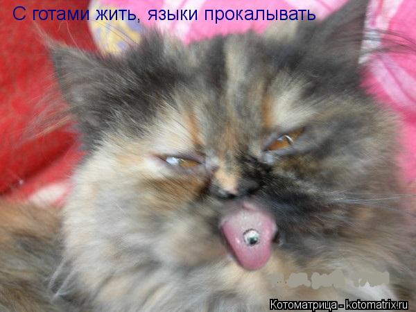 С готами жить, языки прокалывать... Котоматрица: С готами жить, языки прокалывать