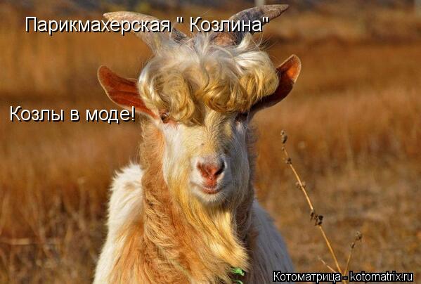 Парикмахерская " Козлина" Козлы в моде!... Котоматрица: Парикмахерская " Козлина" Козлы в моде!