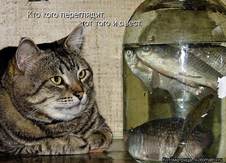 Кто кого переглядит, тот того и съест.... Котоматрица: Кто кого переглядит, тот того и съест.