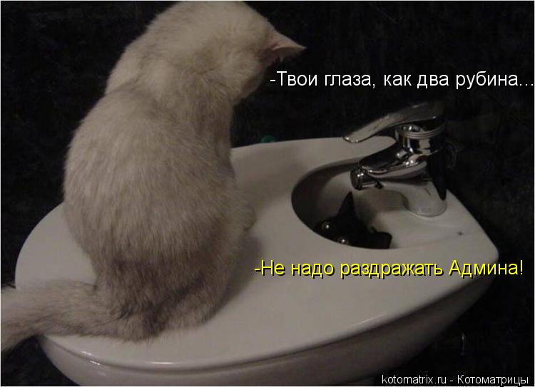 -Твои глаза, как два рубина.... -Не надо раздражать Админа!... Котоматрица: -Твои глаза, как два рубина.... -Не надо раздражать Админа!