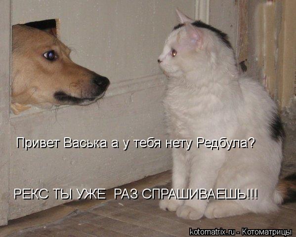 Привет Васька а у тебя нету Редбула? РЕКС ТЫ УЖЕ РАЗ СПРАШИВАЕШЬ!!!... Котоматрица: Привет Васька а у тебя нету Редбула? РЕКС ТЫ УЖЕ РАЗ СПРАШИВАЕШЬ!!!