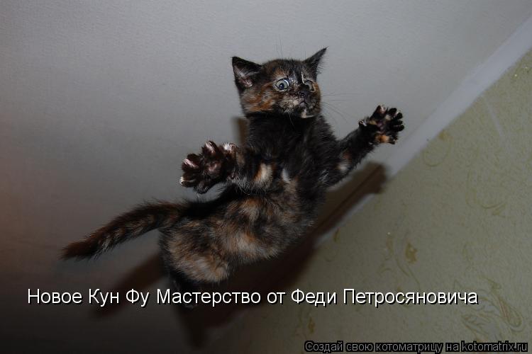 Новое Кун Фу Мастерство от Феди Петросяновича... Котоматрица: Новое Кун Фу Мастерство от Феди Петросяновича