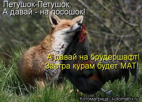 Петушок-Петушок, А давай - на посошок! А давай на брудершафт! Завтра курам будет МАТ!... Котоматрица: Петушок-Петушок, А давай - на посошок! А давай на брудершафт! Завтра курам будет МАТ!