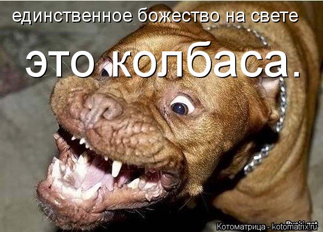 единственное божество на свете это колбаса.... Котоматрица: единственное божество на свете это колбаса.