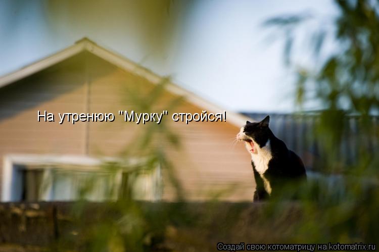 На утренюю "Мурку" стройся!... Котоматрица: На утренюю "Мурку" стройся!