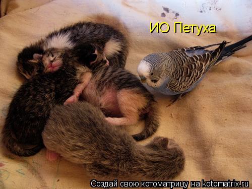 ИО Петуха... Котоматрица: ИО Петуха