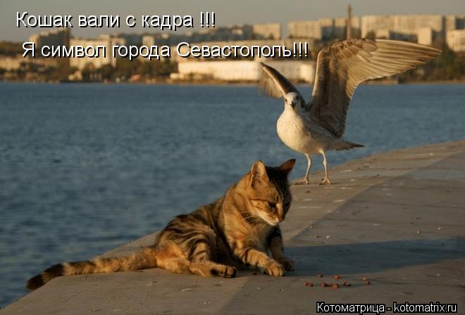 Кошак вали с кадра !!! Я символ города Севастополь!!!... Котоматрица: Кошак вали с кадра !!! Я символ города Севастополь!!!