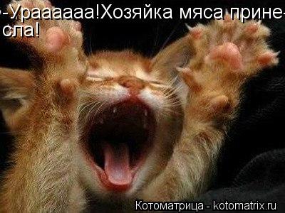 -Ураааааа!Хозяйка мяса прине- сла!... Котоматрица: -Ураааааа!Хозяйка мяса прине- сла!