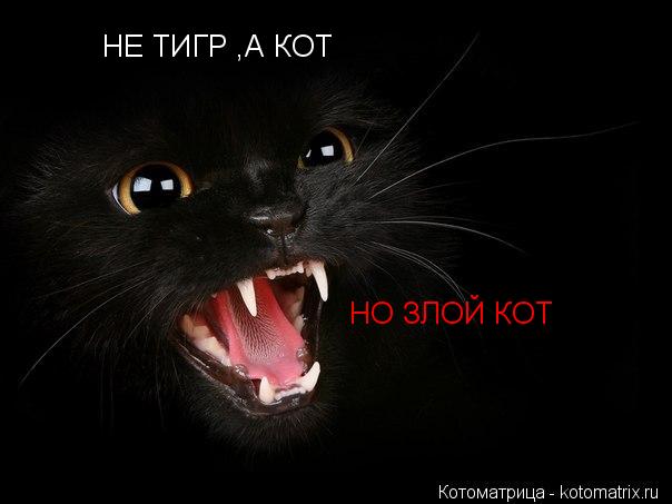 НЕ ТИГР ,А КОТ НО ЗЛОЙ КОТ... Котоматрица: НЕ ТИГР ,А КОТ НО ЗЛОЙ КОТ