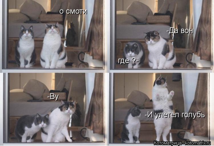 о смоти где ?- -Да вон -Ву -И улетел голубь... Котоматрица: о смоти где ?- -Да вон -Ву -И улетел голубь