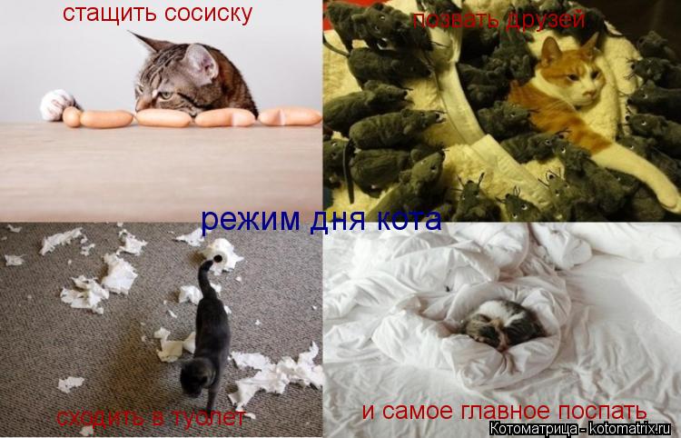 режим дня кота стащить сосиску позвать друзей сходить в туолет и самое главное поспать... Котоматрица: режим дня кота стащить сосиску позвать друзей сходить в туолет и самое главное поспать