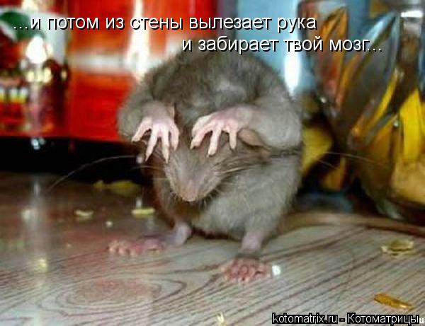 ...и потом из стены вылезает рука и забирает твой мозг...... Котоматрица: ...и потом из стены вылезает рука и забирает твой мозг...