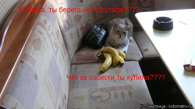 Хозяйка, ты берега не попутала???? Что за сосиски ты купила????... Котоматрица: Хозяйка, ты берега не попутала???? Что за сосиски ты купила????