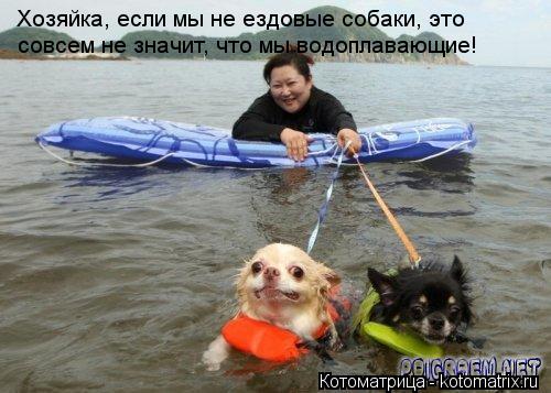 Котоматрица: Хозяйка, если мы не ездовые собаки, это совсем не значит, что мы водоплавающие!