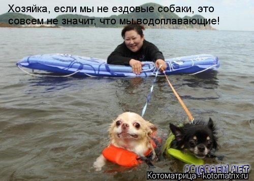 Хозяйка, если мы не ездовые собаки, это совсем не значит, что мы водоплавающие!... Котоматрица: Хозяйка, если мы не ездовые собаки, это совсем не значит, что мы водоплавающие!
