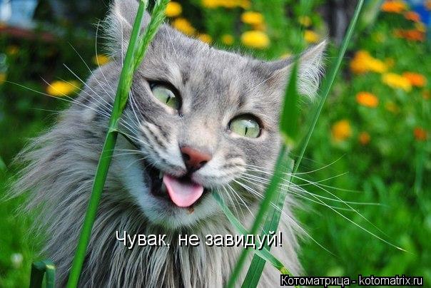 Чувак, не завидуй!... Котоматрица: Чувак, не завидуй!