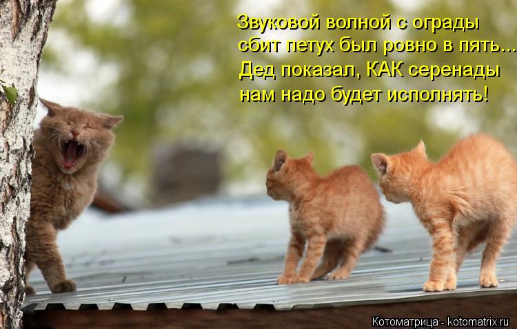 Котоматрица: Звуковой волной с ограды сбит петух был ровно в пять... Дед показал, КАК серенады нам надо будет исполнять!