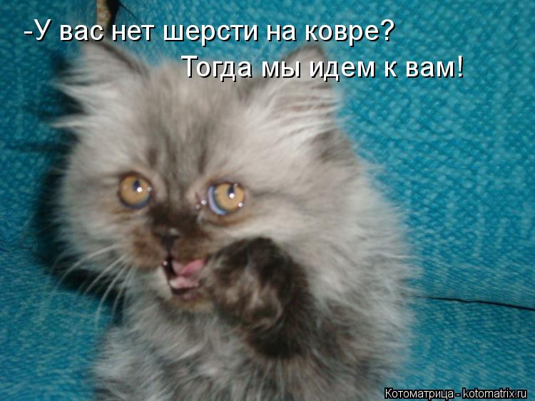 -У вас нет шерсти на ковре? Тогда мы идем к вам!... Котоматрица: -У вас нет шерсти на ковре? Тогда мы идем к вам!