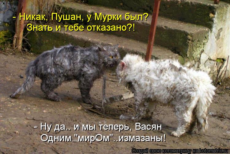 - Никак, Пушан, у Мурки был? Знать и тебе отказано?! - Ну да.. и мы теперь, Васян Одним "мирОм"..изма... Котоматрица: - Никак, Пушан, у Мурки был? Знать и тебе отказано?! - Ну да.. и мы теперь, Васян Одним "мирОм"..измазаны!