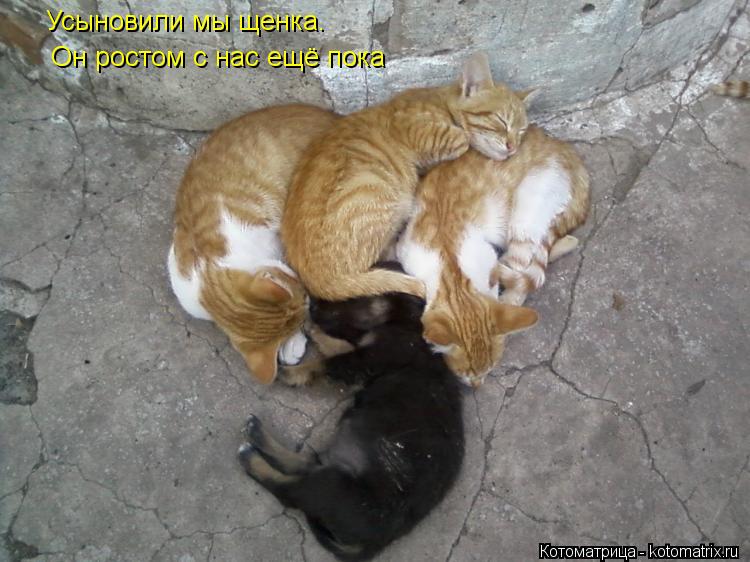 Усыновили мы щенка. Он ростом с нас ещё пока... Котоматрица: Усыновили мы щенка. Он ростом с нас ещё пока