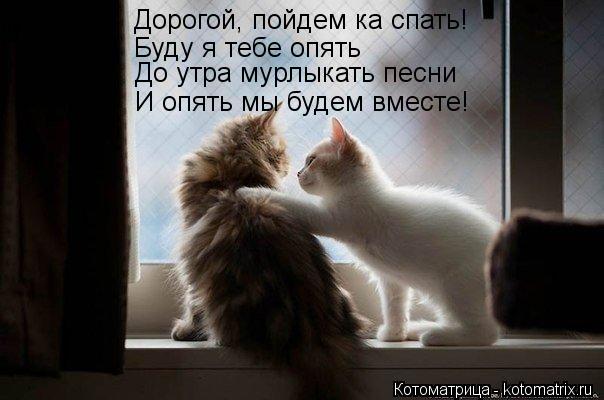 Дорогой, пойдем ка спать! Буду я тебе опять До утра мурлыкать песни И опять мы будем вместе!... Котоматрица: Дорогой, пойдем ка спать! Буду я тебе опять До утра мурлыкать песни И опять мы будем вместе!