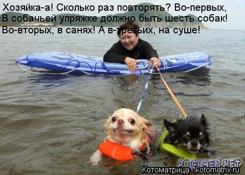 Хозяйка-а! Сколько раз повторять? Во-первых, В собачьей упряжке должно быть шесть собак! Во-вторых, в... Котоматрица: Хозяйка-а! Сколько раз повторять? Во-первых, В собачьей упряжке должно быть шесть собак! Во-вторых, в санях! А в-третьих, на суше!