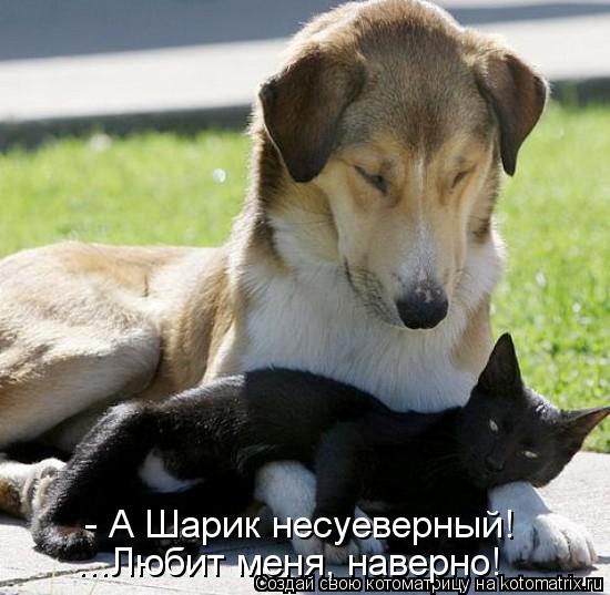- А Шарик несуеверный! ...Любит меня, наверно!... Котоматрица: - А Шарик несуеверный! ...Любит меня, наверно!
