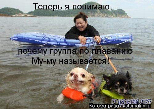 Теперь я понимаю, почему группа по плаванию Му-му называется!... Котоматрица: Теперь я понимаю, почему группа по плаванию Му-му называется!