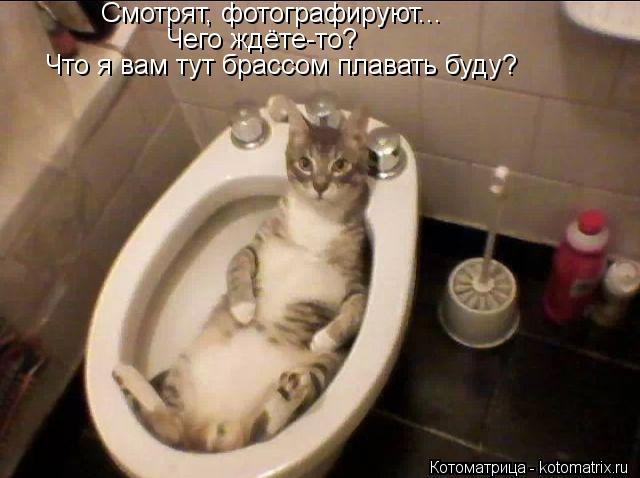 Смотрят, фотографируют... Чего ждёте-то? Что я вам тут брассом плавать буду?... Котоматрица: Смотрят, фотографируют... Чего ждёте-то? Что я вам тут брассом плавать буду?