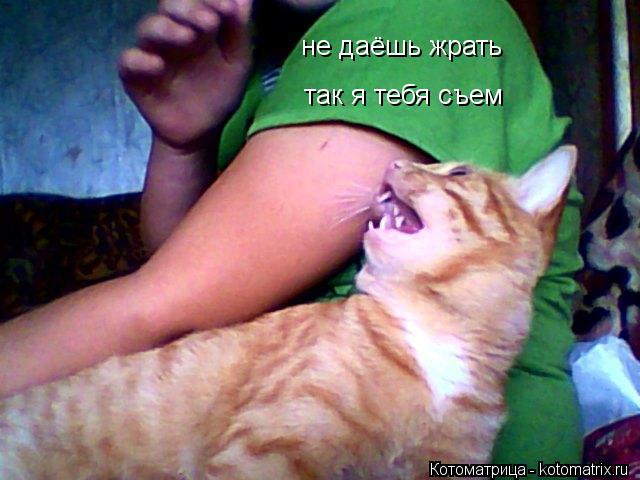 не даёшь жрать так я тебя съем... Котоматрица: не даёшь жрать так я тебя съем