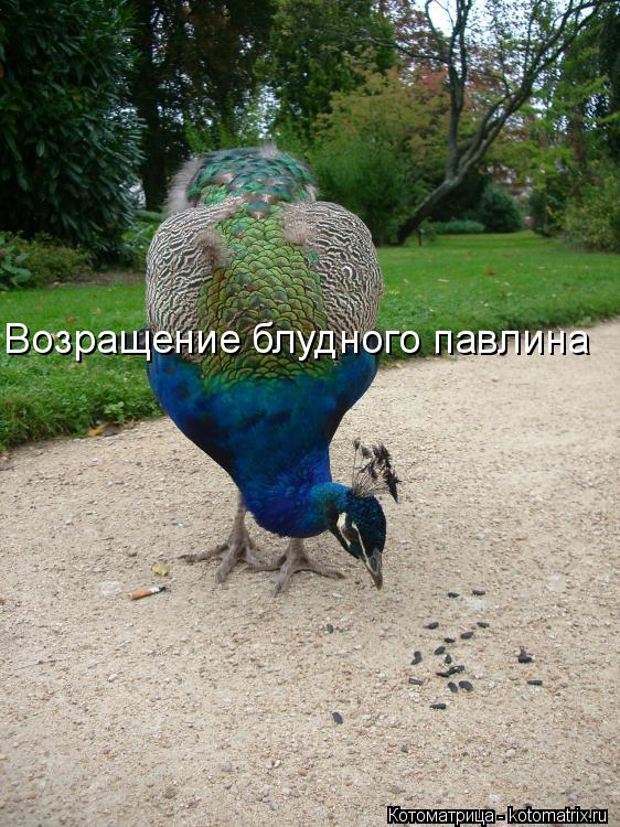 Возращение блудного павлина... Котоматрица: Возращение блудного павлина