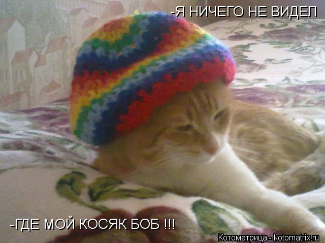 -Я НИЧЕГО НЕ ВИДЕЛ -ГДЕ МОЙ КОСЯК БОБ !!!... Котоматрица: -Я НИЧЕГО НЕ ВИДЕЛ -ГДЕ МОЙ КОСЯК БОБ !!!