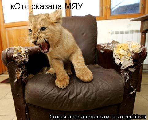 кОтя сказала МЯУ... Котоматрица: кОтя сказала МЯУ