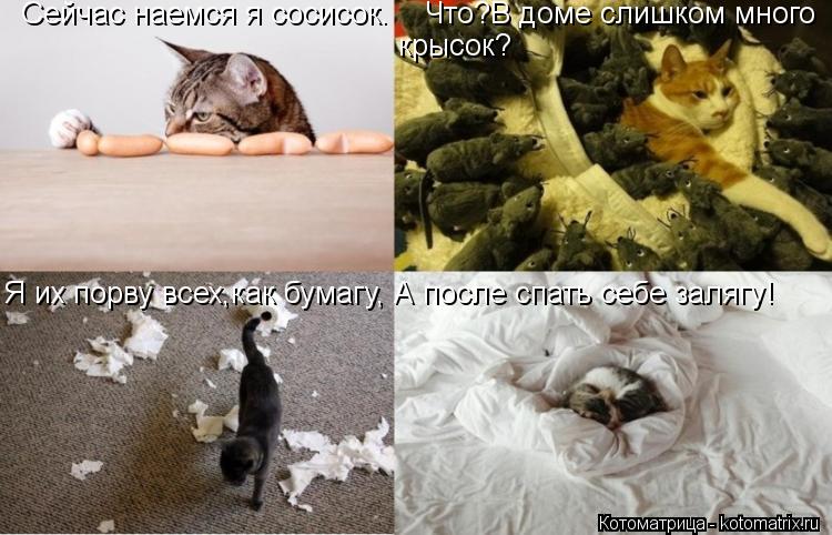 Сейчас наемся я сосисок. Что?В доме слишком много крысок? Я их порву всех,как бумагу, А п... Котоматрица: Сейчас наемся я сосисок. Что?В доме слишком много крысок? Я их порву всех,как бумагу, А после спать себе залягу!