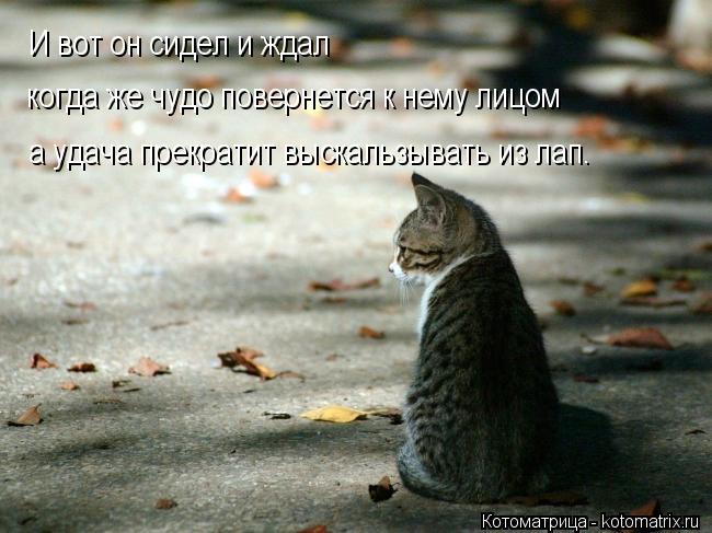 И вот он сидел и ждал когда же чудо повернется к нему лицом а удача прекратит выскальзывать из лап.... Котоматрица: И вот он сидел и ждал когда же чудо повернется к нему лицом а удача прекратит выскальзывать из лап.