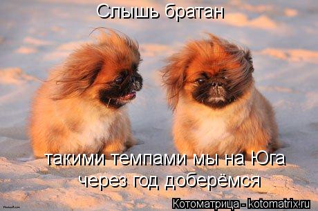 Слышь братан такими темпами мы на Юга через год доберёмся... Котоматрица: Слышь братан такими темпами мы на Юга через год доберёмся