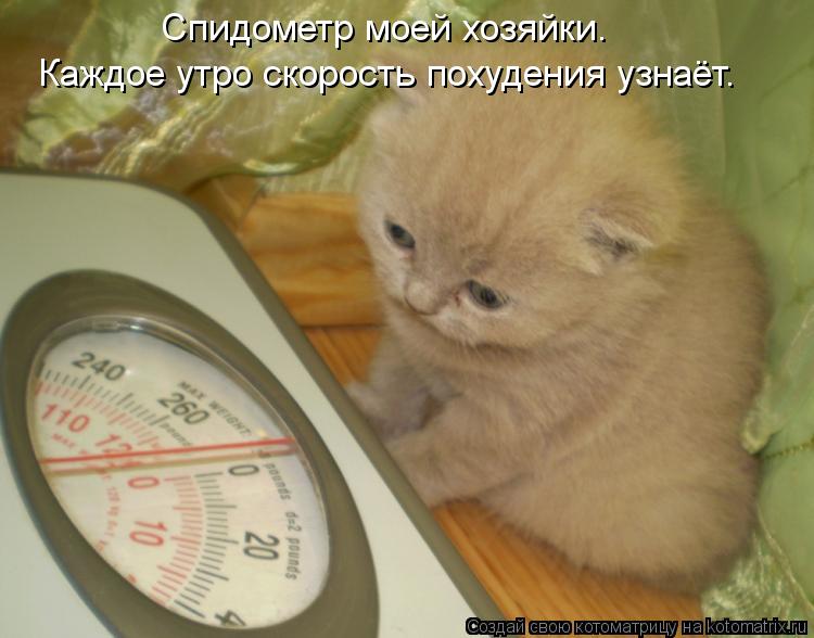Котоматрица: Спидометр моей хозяйки. Каждое утро скорость похудения узнаёт.