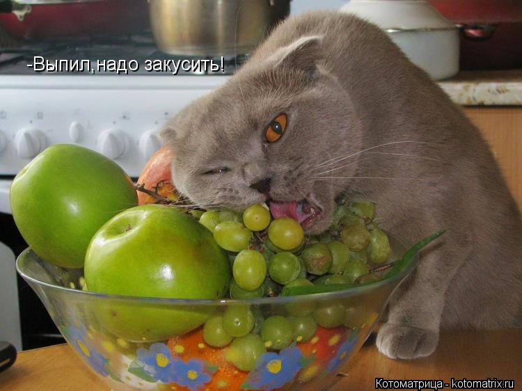-Выпил,надо закусить!... Котоматрица: -Выпил,надо закусить!