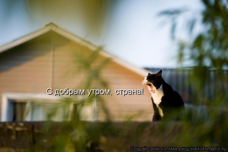 С добрым утром, страна!... Котоматрица: С добрым утром, страна!