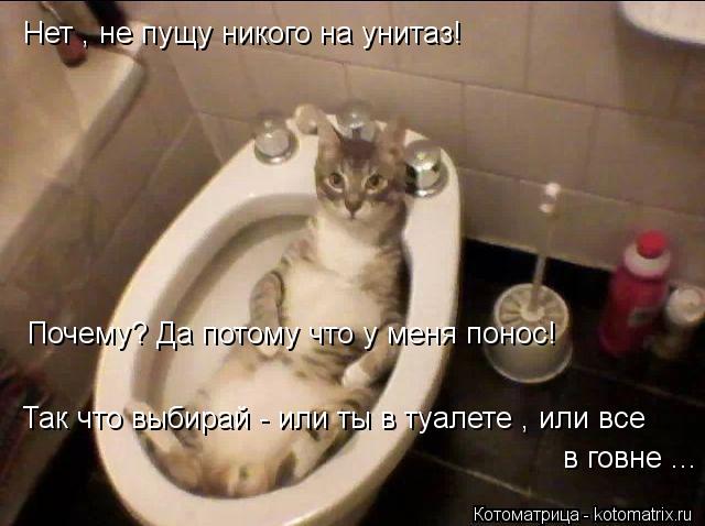 Нет , не пущу никого на унитаз! Почему? Да потому что у меня понос! Так что выбирай - или ты в туалет... Котоматрица: Нет , не пущу никого на унитаз! Почему? Да потому что у меня понос! Так что выбирай - или ты в туалете , или все в говне ...