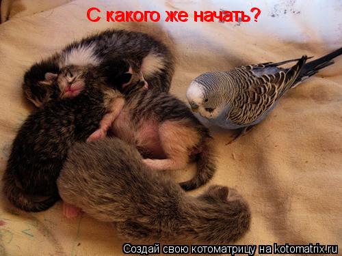 С какого же начать? С какого же начать?... Котоматрица: С какого же начать? С какого же начать?
