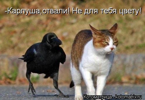 -Карлуша,отвали! Не для тебя цвету!... Котоматрица: -Карлуша,отвали! Не для тебя цвету!
