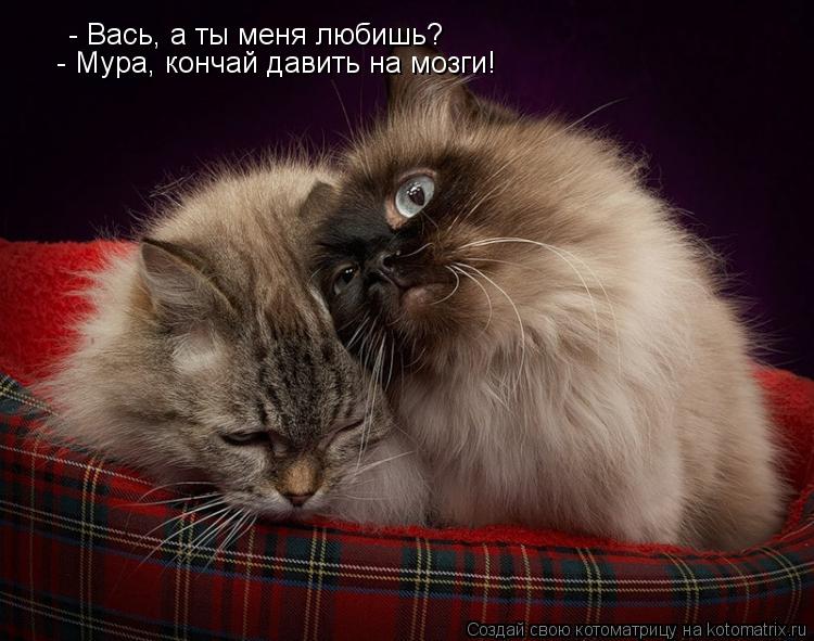 - Вась, а ты меня любишь? - Мура, кончай давить на мозги!... Котоматрица: - Вась, а ты меня любишь? - Мура, кончай давить на мозги!