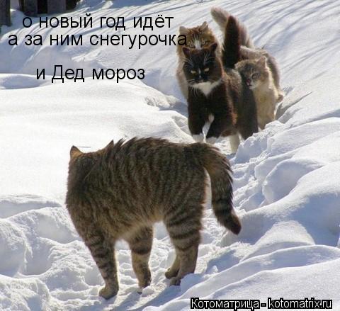 Котоматрица: о новый год идёт о новый год идёт а за ним снегурочка  и Дед мороз