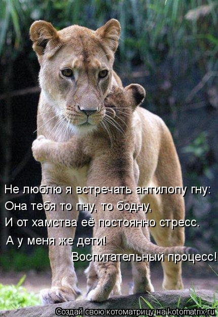 Не люблю я встречать антилопу гну: Она тебя то пну, то бодну, И от хамства её постоянно стресс. А у м... Котоматрица: Не люблю я встречать антилопу гну: Она тебя то пну, то бодну, И от хамства её постоянно стресс. А у меня же дети! Воспитательный процесс!